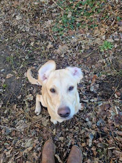 Hundetreffen-Labbi Hündin 6 Monate sucht spiel/trainingsgefährten-Bild