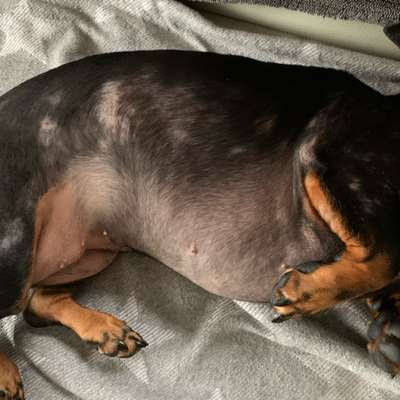 Impfungen beim Hund bei starken Hautproblemen-Beitrag-Bild