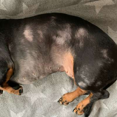 Impfungen beim Hund bei starken Hautproblemen-Beitrag-Bild