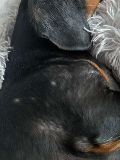 Hund kratzt sich und verliert Haare-Beitrag-Bild