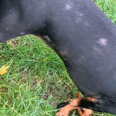 Impfungen beim Hund bei starken Hautproblemen-Beitrag-Bild