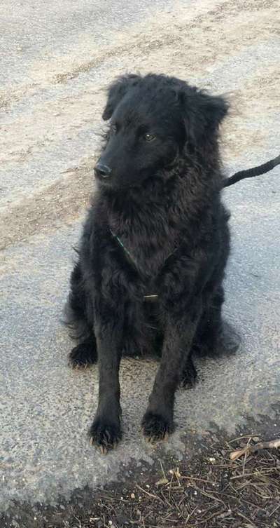 Hovawart-Beitrag-Bild