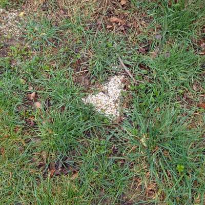 Giftköder-Ggf. Giftköder-Bild