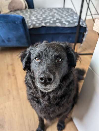 Unsere Fellnasen-Vielfalt im Überblick!-Beitrag-Bild