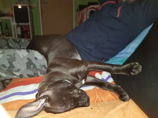 Hund vom Veterinäramt weggenommen-Beitrag-Bild