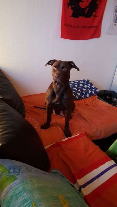 Hund vom Veterinäramt weggenommen-Beitrag-Bild