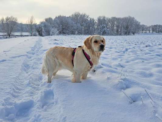 Wo sind die Golden Retriever Liebhaber?-Beitrag-Bild