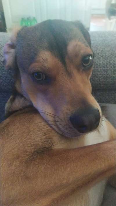 Auslandstierschutz-Beitrag-Bild