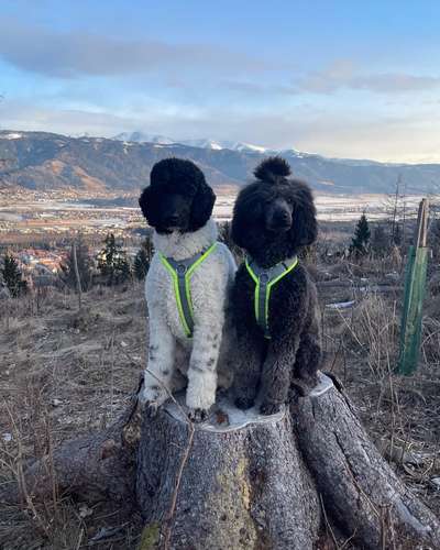 Alles rund um den Pudel-Beitrag-Bild