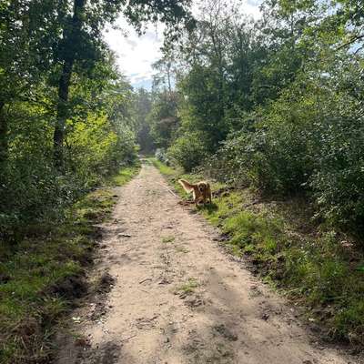 Hundetreffen-Spazieren und Training im Mainzer Sand/Lennebergwald-Bild