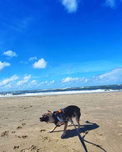 Dogorama-Monats-Challenge-Mai "Wasser"-Beitrag-Bild