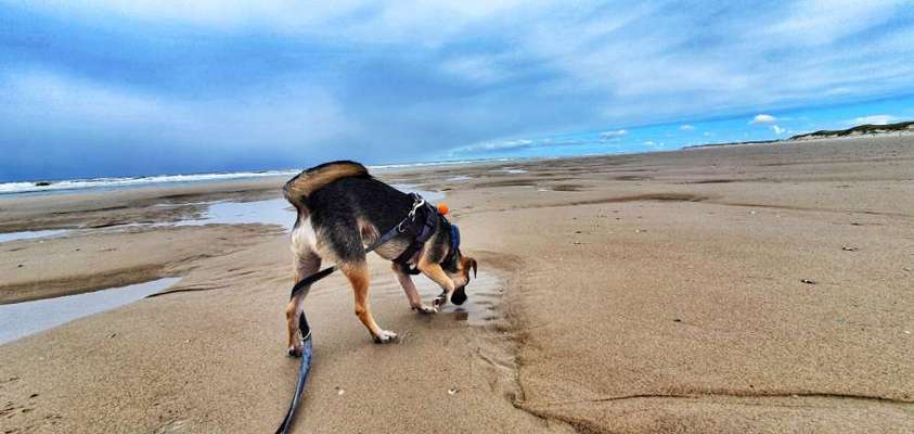 Die Dogorama Wochen Challenge: “Dein Hund im Urlaub”-Beitrag-Bild