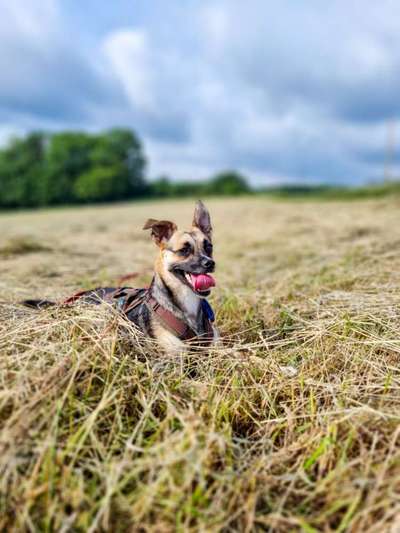 Die Dogorama Kalender Challenge Teil 3/4-Beitrag-Bild