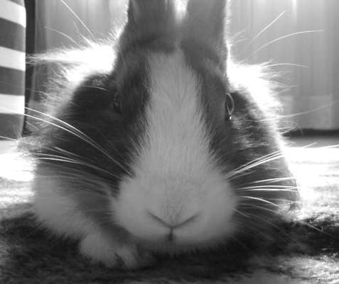 Unsere Sternchen ******-Beitrag-Bild