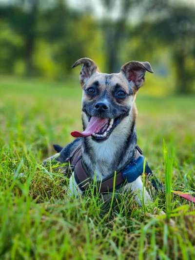 Fotochallenge Nr. 47 - Zeigt die Zähne-Beitrag-Bild