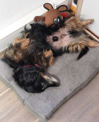 🐶 Sind Bürohunde jetzt VERBOTEN?! 😱-Beitrag-Bild