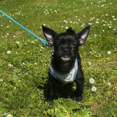 Hundetreffen-Mein hund sucht ein Kumpel/in