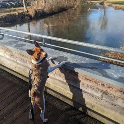 Hundetreffen-Raus in die Natur-Bild