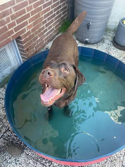 Hundetreffen-Hundebegegnungen üben-Bild