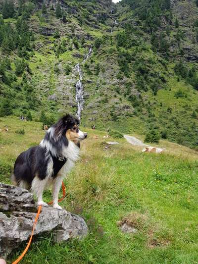 Shelties-Beitrag-Bild