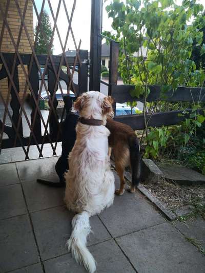 Zeigt eure verrücktesten Hundebilder-Beitrag-Bild