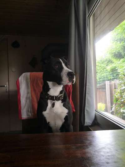 Zeigt eure verrücktesten Hundebilder-Beitrag-Bild