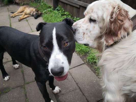 Zeigt eure verrücktesten Hundebilder-Beitrag-Bild