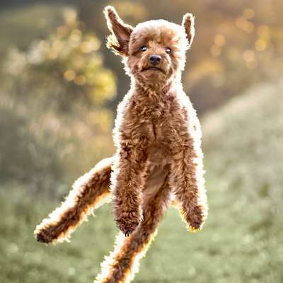 Hundetreffen-Pudel und Kleinhundetreff-Bild