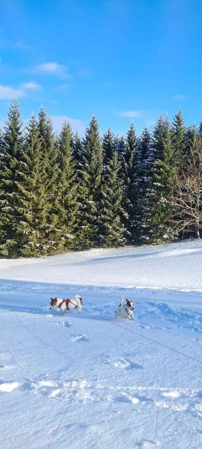 Wo sind die Jack und Parson Russell Terrier?-Beitrag-Bild