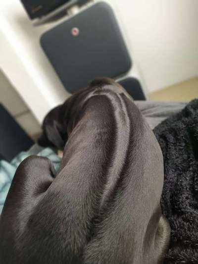 Rhodesian Ridgeback-Beitrag-Bild