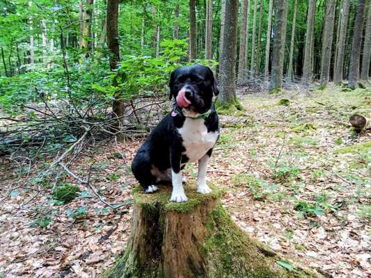 Tongue Out Tuesday-Beitrag-Bild