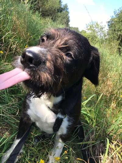 Tongue Out Tuesday-Beitrag-Bild