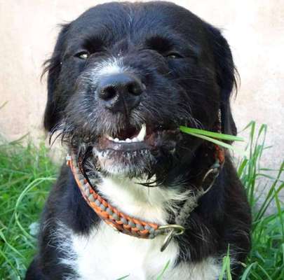 Mischlingshunde Foto Aufruf-Beitrag-Bild