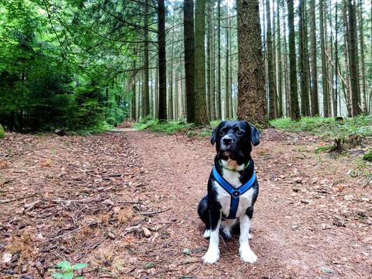 Hund aus dem Spanischen Tierschutz-Beitrag-Bild