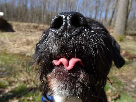 Tongue Out Tuesday-Beitrag-Bild