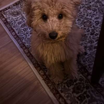 Hundetreffen-Zwergpudel möchte spielen-Bild