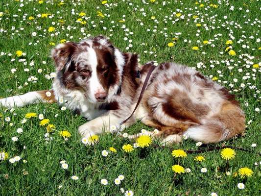 Dogorama Photo Challenge - Der Frühling kommt-Beitrag-Bild