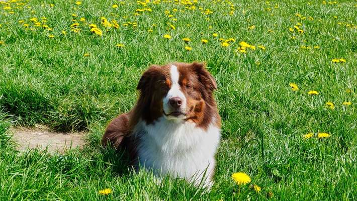 Die Dogorama Kalender Challenge Teil 3/4-Beitrag-Bild