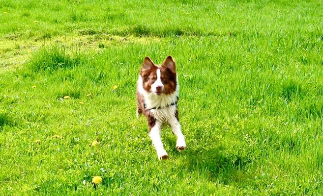 Fotochallenge 66 ~ Rennaction -Zeig deinen Hund im Lauf-Beitrag-Bild