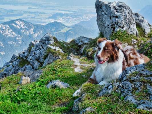 Die Dogorama Kalender Challenge Titelbild-Beitrag-Bild