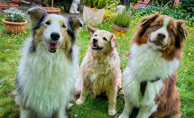 Dogorama Photo Challenge - Die besten Hundebuddys-Beitrag-Bild