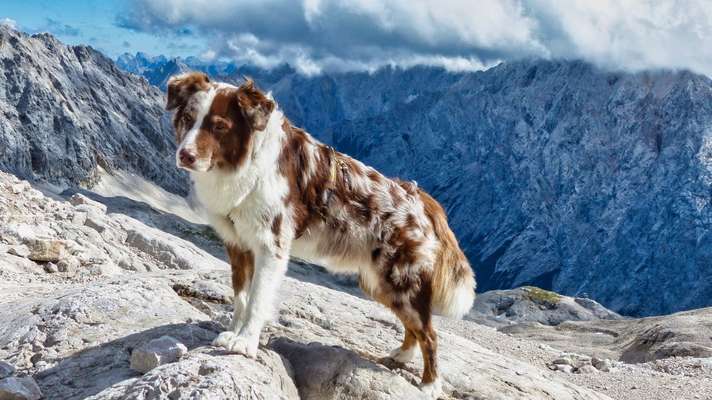 Hunde im Urlaub-Beitrag-Bild