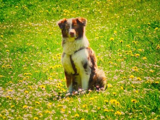 Die Dogorama Kalender Challenge 4/4-Beitrag-Bild