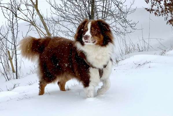 Dogorama Photo Challenge - Winterstimmung-Beitrag-Bild