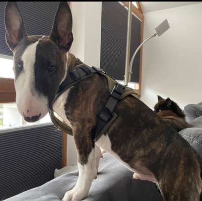 Miniatur Bull Terrier-Beitrag-Bild