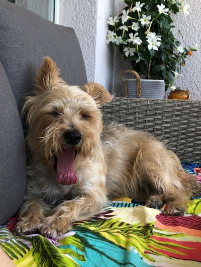 Fotochallenge Nr. 59 - Mein Hund zeigt die Zunge-Beitrag-Bild