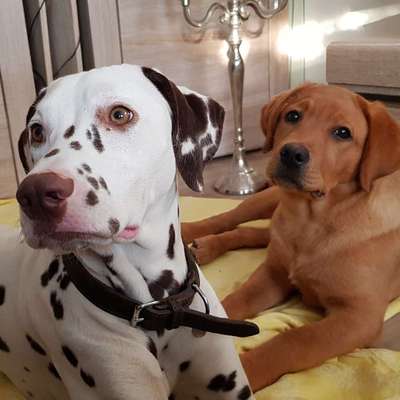 Hundetreffen-Welpentreff-Profilbild