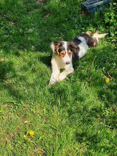 Hund aus dem Spanischen Tierschutz-Beitrag-Bild