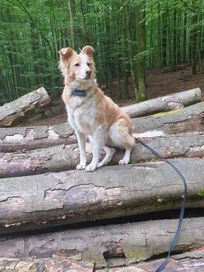 Hund aus dem Spanischen Tierschutz-Beitrag-Bild