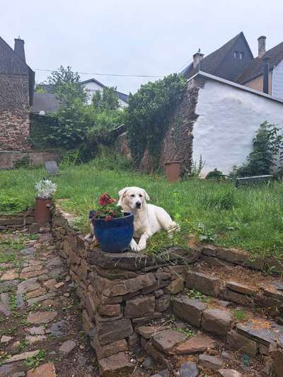 Unsere Fellnasen-Vielfalt im Überblick!-Beitrag-Bild